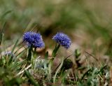 Nacktstengelige Kugelblume (1)